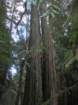 muirwoods054_small.jpg