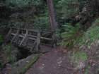 muirwoods057_small.jpg