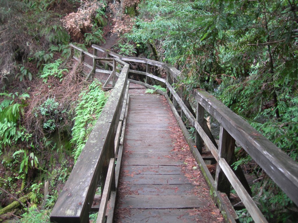 muirwoods065.jpg