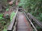 muirwoods065_small.jpg