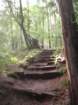 muirwoods066_small.jpg