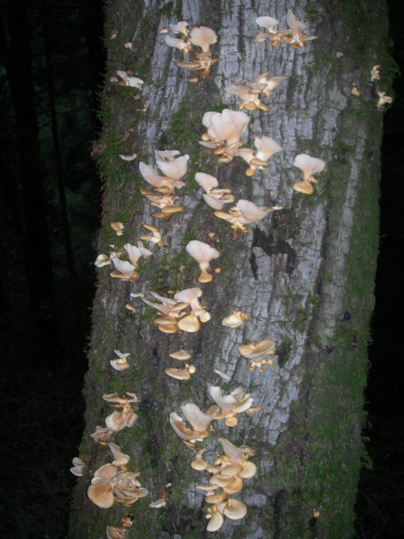 muirwoods069.jpg