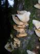 muirwoods070_small.jpg