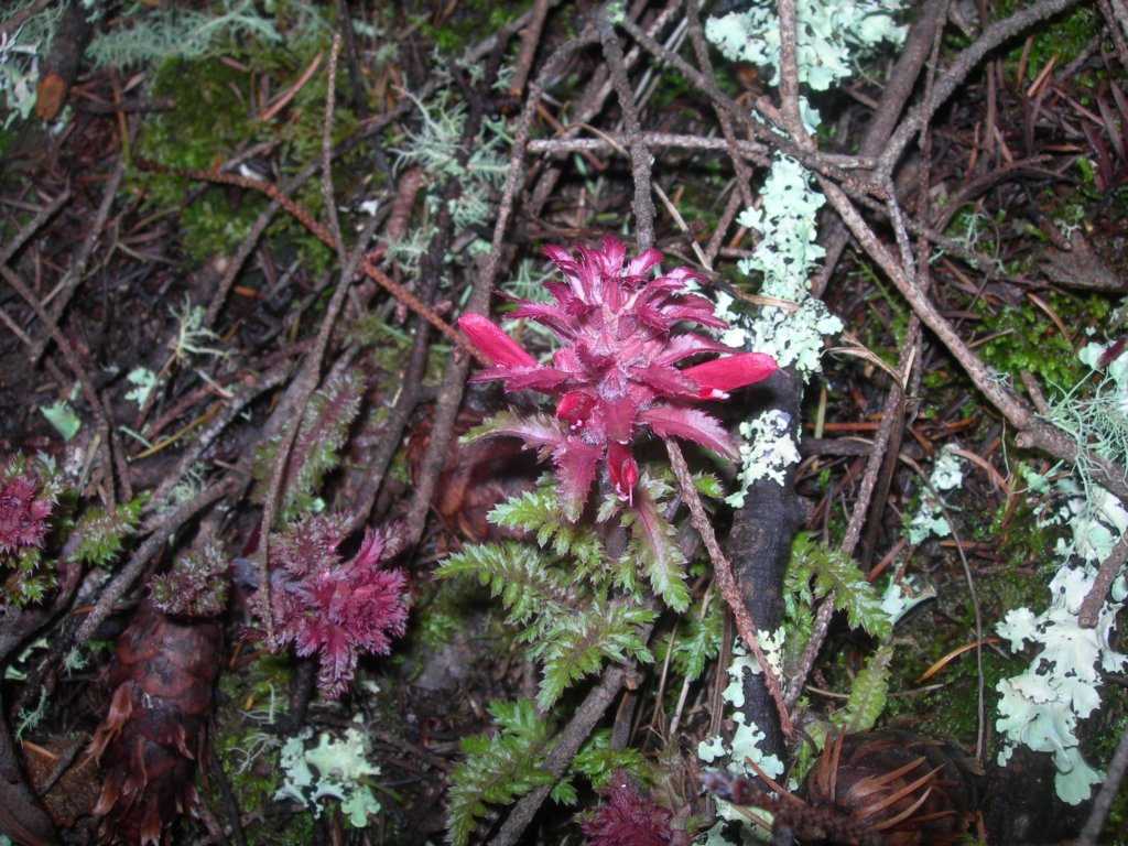 muirwoods071.jpg