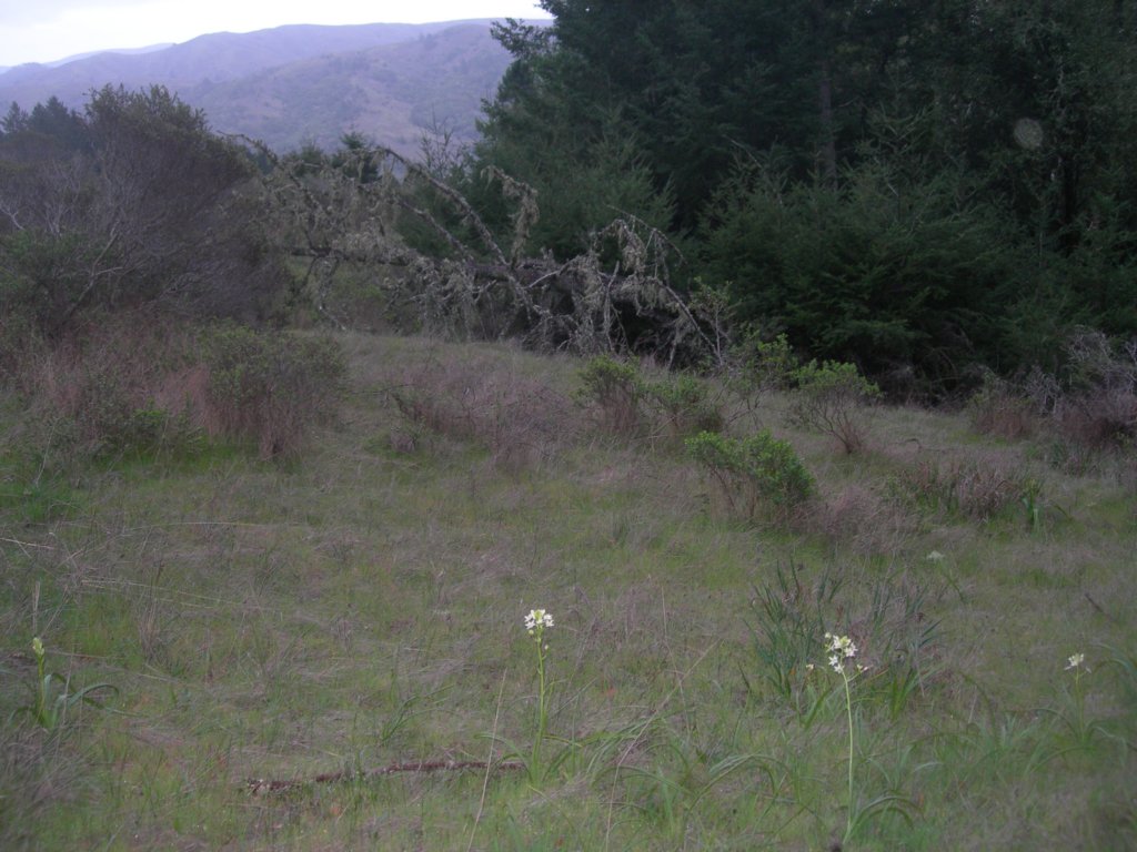 muirwoods075.jpg