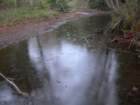 muirwoods077_small.jpg