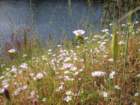 photo65_small.jpg