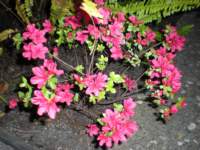 dscn0453_small.jpg