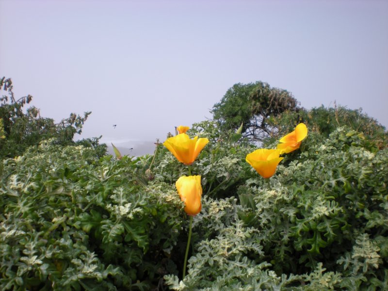 monterey2009001.jpg