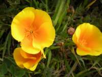 monterey2009003_small.jpg