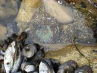 monterey2009005_small.jpg
