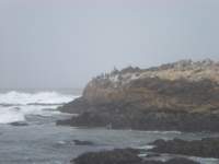 monterey2009007_small.jpg