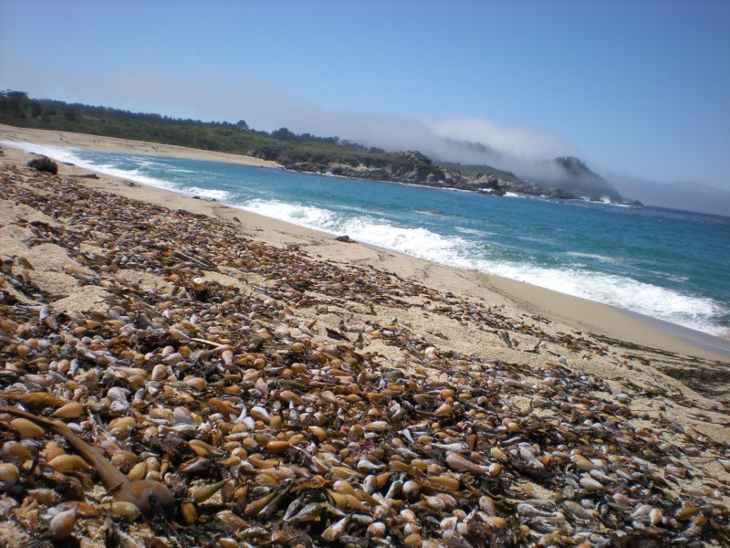 monterey2009010.jpg
