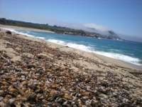monterey2009010_small.jpg