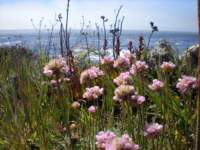 monterey2009026_small.jpg
