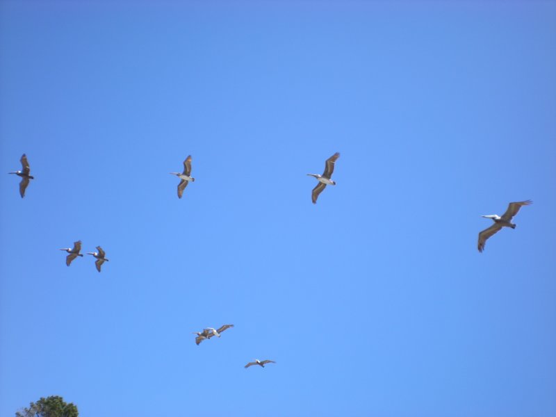 monterey2009028.jpg