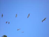 monterey2009028_small.jpg