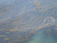 monterey2009031_small.jpg