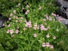 summertrip1332_small.jpg