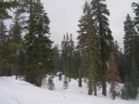 newyearsnowcamp024_small.jpg