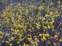 carizzoplains074_small.jpg