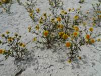 carizzoplains249_small.jpg