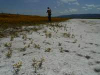 carizzoplains258_small.jpg