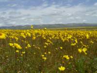carizzoplains272_small.jpg