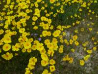 carizzoplains274_small.jpg