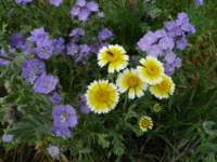 carizzoplains293_small.jpg