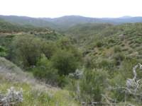 carizzoplains366_small.jpg