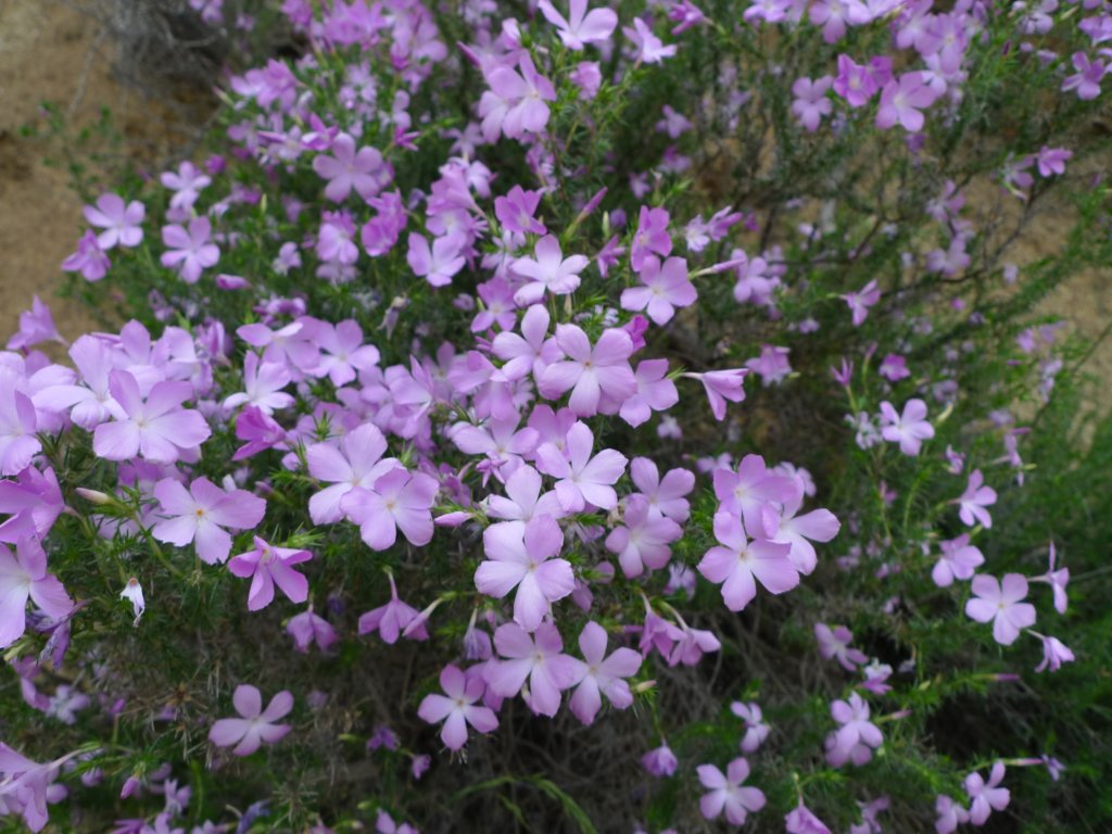 carizzoplains372.jpg