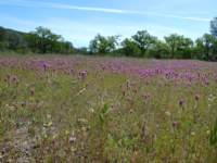 cachecreek002_small.jpg