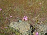 cachecreek060_small.jpg