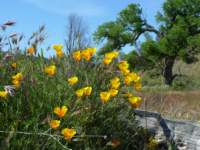 cachecreek066_small.jpg