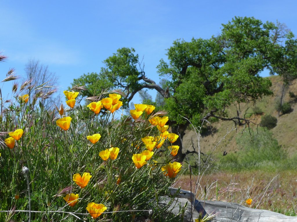 cachecreek068.jpg