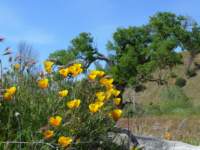 cachecreek068_small.jpg