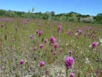 cachecreek160_small.jpg