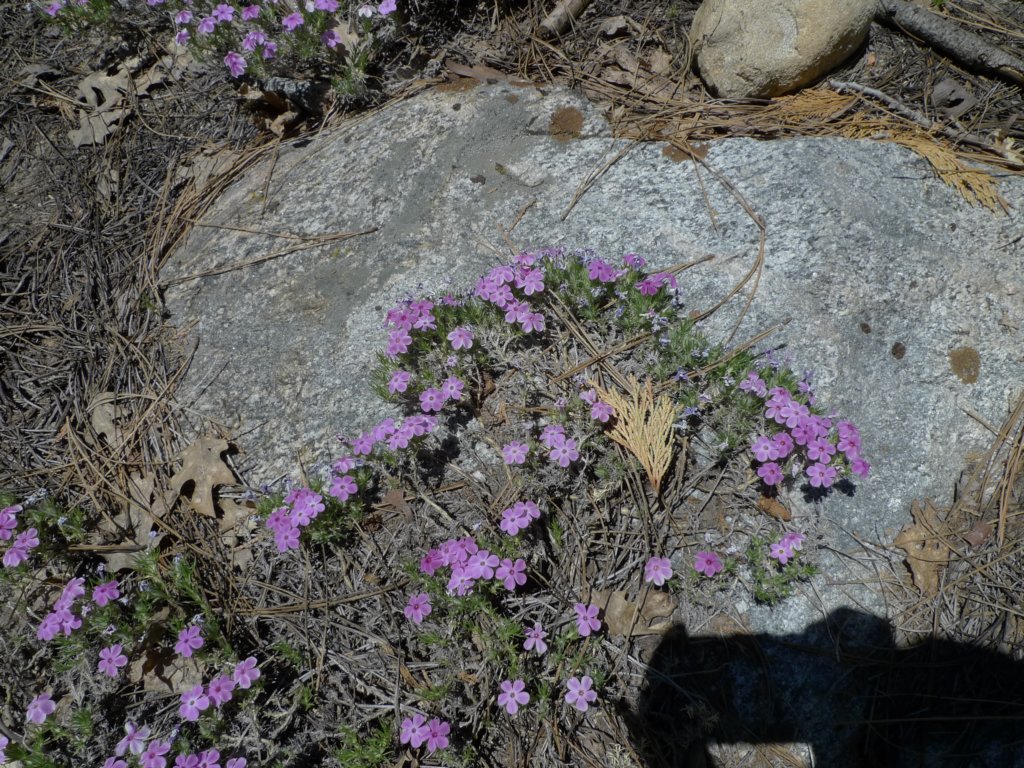 hetchhetchy021.jpg