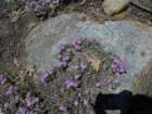 hetchhetchy021_small.jpg