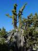 hetchhetchy047_small.jpg