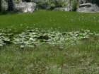 hetchhetchy147_small.jpg