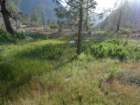 hetchhetchy183_small.jpg