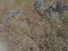 hetchhetchy230_small.jpg