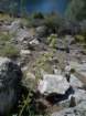 hetchhetchy234_small.jpg