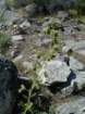 hetchhetchy235_small.jpg