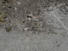 hetchhetchy270_small.jpg