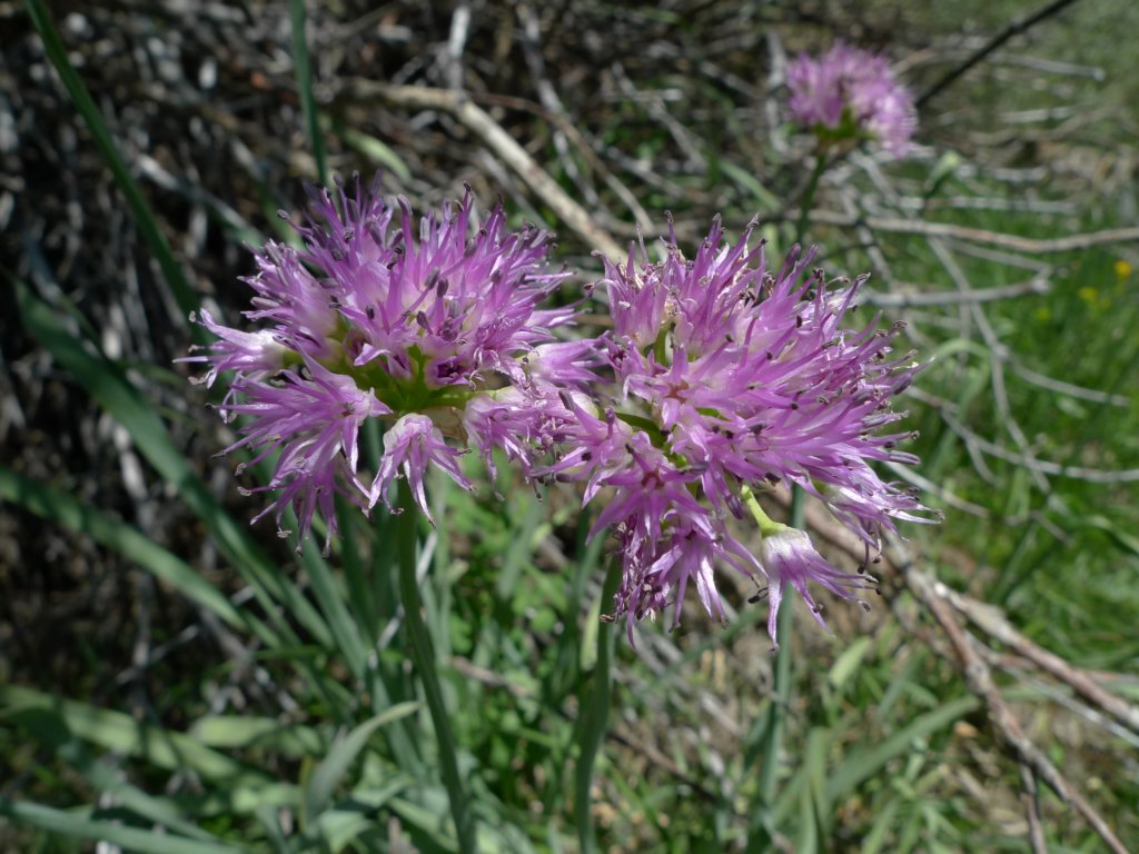 aroundlyell006.jpg