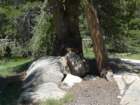 aroundlyell013_small.jpg