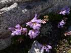 aroundlyell098_small.jpg
